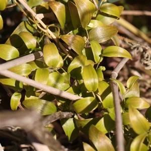 Asparagus asparagoides at O'Connor, ACT - 5 Sep 2024