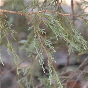 Cupressus sp. at O'Connor, ACT - 5 Sep 2024