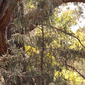 Cupressus sp. at O'Connor, ACT - 5 Sep 2024