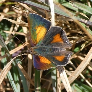 Paralucia aurifera at Charleys Forest, NSW - suppressed