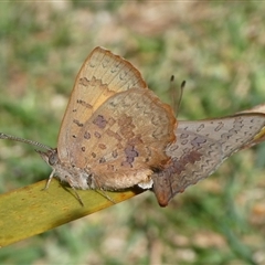 Paralucia aurifera at Charleys Forest, NSW - suppressed