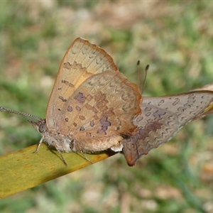 Paralucia aurifera at Charleys Forest, NSW - suppressed