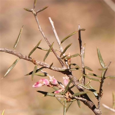 Lissanthe strigosa subsp. subulata (Peach Heath) at O'Connor, ACT - 5 Sep 2024 by ConBoekel