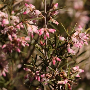 Lissanthe strigosa subsp. subulata at O'Connor, ACT - 5 Sep 2024