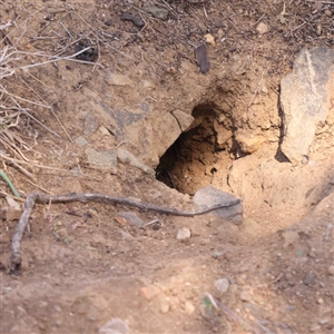 Oryctolagus cuniculus at O'Connor, ACT - 5 Sep 2024