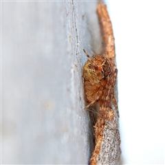 Cryptachaea veruculata (Diamondback comb-footed spider) at Higgins, ACT - 10 Sep 2024 by Trevor