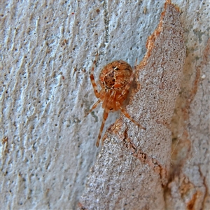 Cryptachaea veruculata at Higgins, ACT - 10 Sep 2024