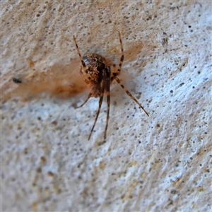 Cryptachaea veruculata at Higgins, ACT - 10 Sep 2024