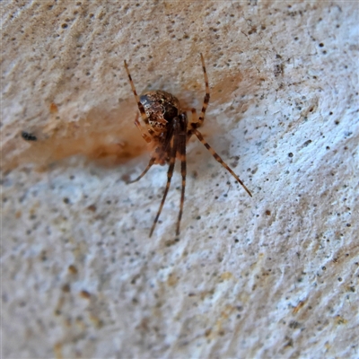 Cryptachaea veruculata (Diamondback comb-footed spider) at Higgins, ACT - 10 Sep 2024 by MichaelWenke