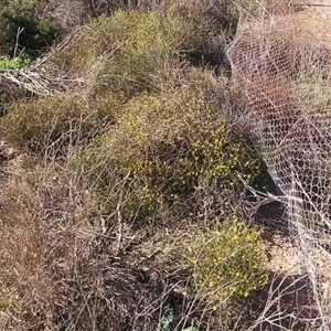 Acacia volubilis at suppressed - suppressed