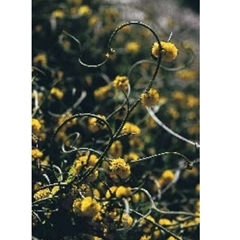 Acacia volubilis at suppressed - suppressed