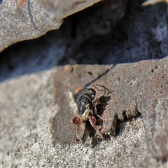 Chalcididae (family) at Higgins, ACT - 10 Sep 2024