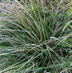 Nassella neesiana (Chilean Needlegrass) at Hackett, ACT - 8 Sep 2024 by waltraud