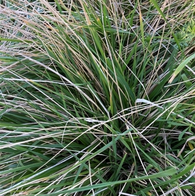 Nassella neesiana (Chilean Needlegrass) at Hackett, ACT - 8 Sep 2024 by waltraud