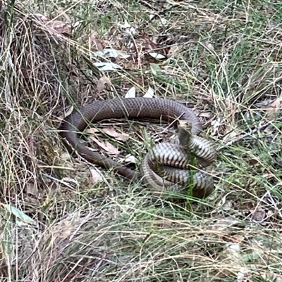 Pseudonaja textilis (Eastern Brown Snake) at Hall, ACT - 11 Sep 2024 by strigo