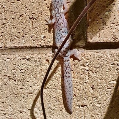 Christinus marmoratus (Southern Marbled Gecko) at Cook, ACT - 24 Dec 2021 by Jennybach