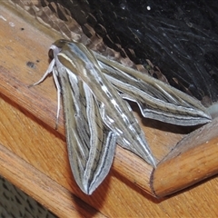 Hippotion celerio (Vine Hawk Moth) at Conder, ACT - 11 Feb 2024 by MichaelBedingfield