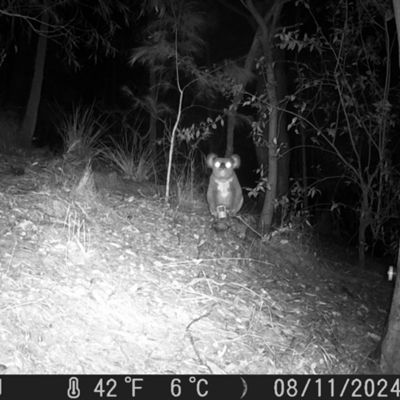 Phascolarctos cinereus (Koala) at Pappinbarra, NSW - 10 Aug 2024 by jonvanbeest