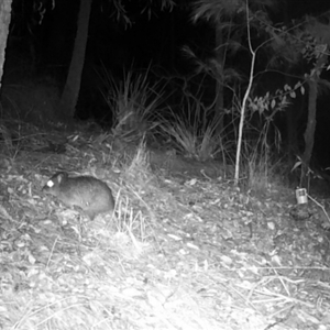 Potorous tridactylus at Pappinbarra, NSW - 30 Jul 2024 06:39 AM