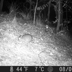 Potorous tridactylus at Pappinbarra, NSW - 30 Jul 2024 06:39 AM