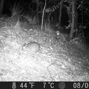 Potorous tridactylus at Pappinbarra, NSW - 30 Jul 2024 06:39 AM