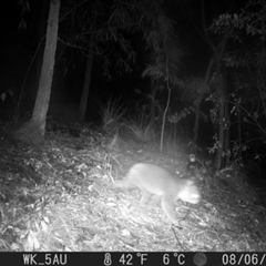 Phascolarctos cinereus (Koala) at Pappinbarra, NSW - 5 Aug 2024 by jonvanbeest