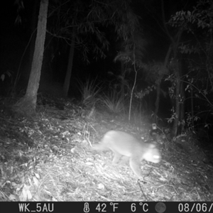 Phascolarctos cinereus at Pappinbarra, NSW - 6 Aug 2024