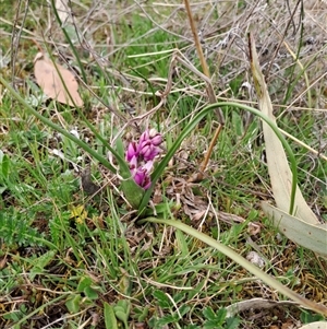 Wurmbea dioica subsp. dioica at Forde, ACT - 11 Sep 2024 12:26 PM