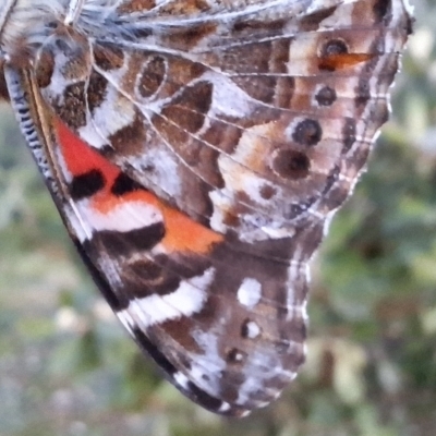 Vanessa kershawi (Australian Painted Lady) at Hackett, ACT - 10 Sep 2024 by JenniM