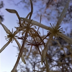 Clematis leptophylla at Hackett, ACT - 10 Sep 2024