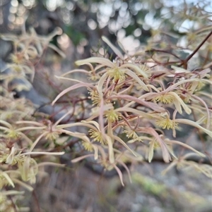 Clematis leptophylla at Hackett, ACT - 10 Sep 2024