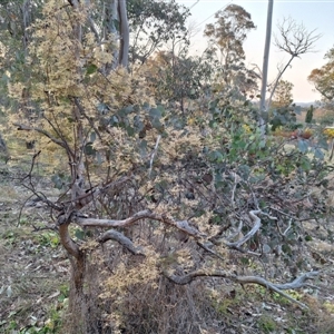 Clematis leptophylla at Hackett, ACT - 10 Sep 2024