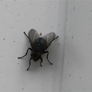 Calliphoridae (family) at Lyons, ACT - 11 Sep 2024