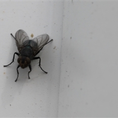 Calliphoridae (family) at Lyons, ACT - 11 Sep 2024