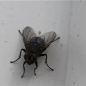 Calliphoridae (family) at Lyons, ACT - 11 Sep 2024