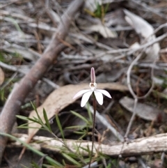 Caladenia fuscata (Dusky Fingers) at Strathnairn, ACT - 11 Sep 2024 by MattM