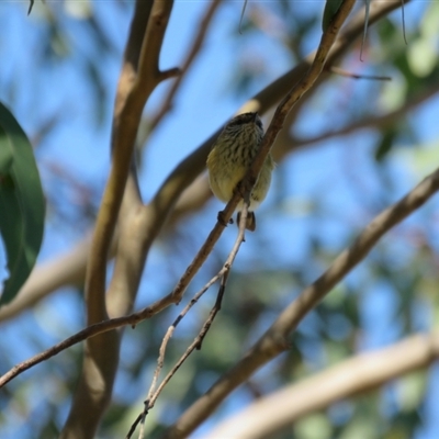 Acanthiza lineata (Striated Thornbill) at Wedderburn, NSW - 3 Sep 2024 by Span102