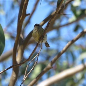 Acanthiza lineata at Wedderburn, NSW - 4 Sep 2024