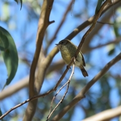 Acanthiza lineata at Wedderburn, NSW - 4 Sep 2024 09:38 AM
