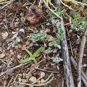 Stuartina muelleri at Strathnairn, ACT - 11 Sep 2024 01:14 PM