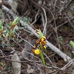 Diuris pardina (Leopard Doubletail) at Strathnairn, ACT - 11 Sep 2024 by MattM