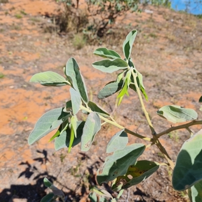 Unverified Other Shrub at Broome, WA - 11 Sep 2024 by Mike