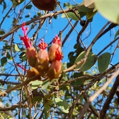 Unidentified Other Tree at Cable Beach, WA - 11 Sep 2024 by Mike