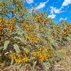 Unverified Other Shrub at Cable Beach, WA - 11 Sep 2024 by Mike