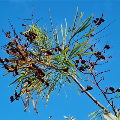 Unverified Other Shrub at Cable Beach, WA - 11 Sep 2024 by Mike