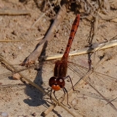 Diplacodes bipunctata (Wandering Percher) at Strathnairn, ACT - 10 Sep 2024 by Kurt