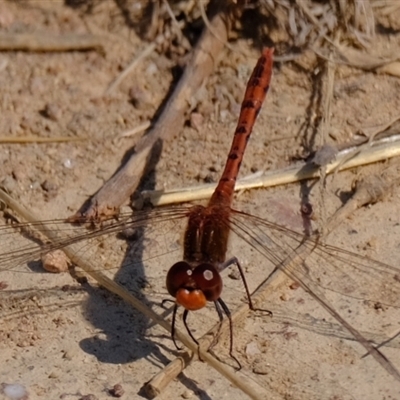 Diplacodes bipunctata (Wandering Percher) at Strathnairn, ACT - 10 Sep 2024 by Kurt