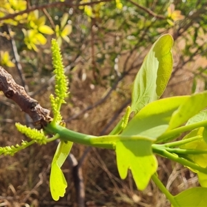 Unidentified at suppressed - 11 Sep 2024