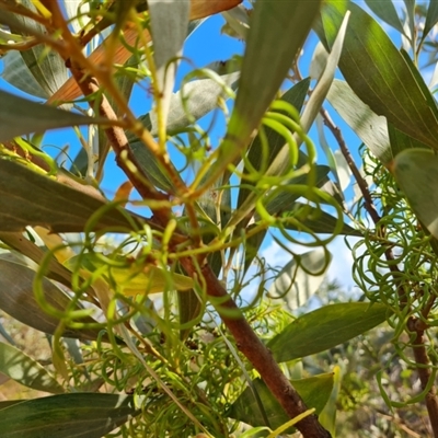 Unidentified Wattle at Cable Beach, WA - 11 Sep 2024 by Mike