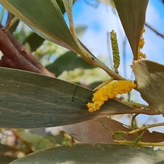 Unidentified at suppressed - 11 Sep 2024